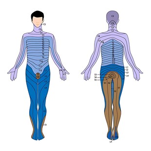人体肌肉骨骼前后示意图