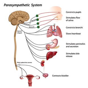 人体自主神经系统示意图