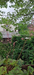 贵州黄果绿意盎然的户外植物景观