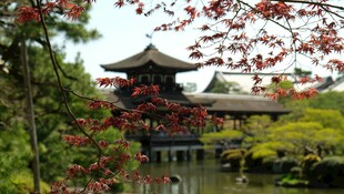 日式古建映于烂漫樱花间