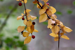 金黄花朵与红果的枝头景致
