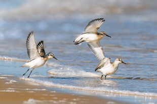 海滩上飞翔的灵动海鸟