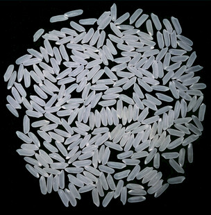 优质长粒香大米特写