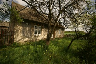 乡村旧屋旁的繁茂草木