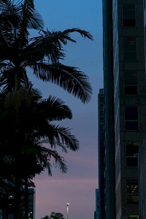 城市暮色中的棕榈树景观