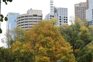 城市中色彩斑斓的树木