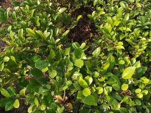 翠绿繁茂的低矮绿植