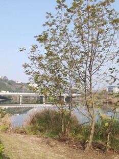 河畔绿树与远处桥梁景致