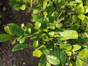 翠绿繁茂的绿植特写