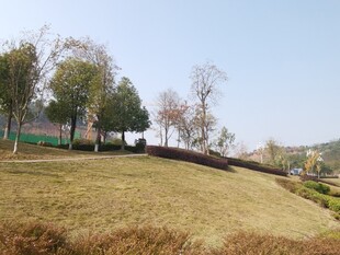 郊外开阔草地与树木景观