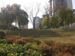 城市中的自然景观一角