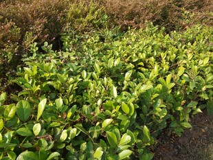 绿意盎然的植物景观