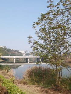 湖畔绿树与远处桥梁风景