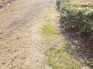 乡间小径旁的绿植景观