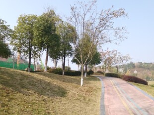 公园中的多彩步道与树木