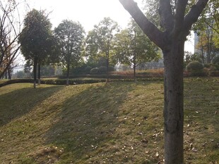 冬日阳光下的公园景致