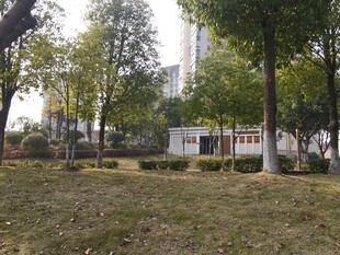 城市公园中的静谧景致