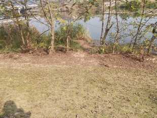 湖畔草地与树木景观