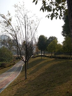 秋日公园小径风景