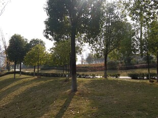 阳光照耀下的公园树林