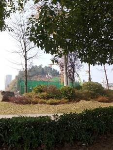 城市公园中的绿植景观