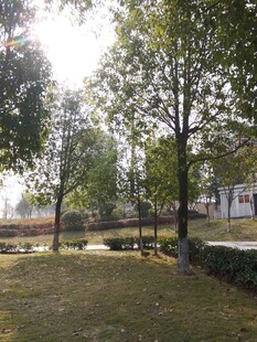 户外静谧树林草地景观