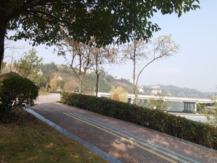 湖畔林荫步道风景