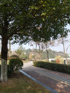 林荫下的静谧道路