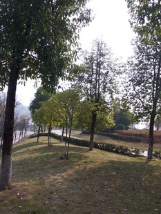 秋日公园林荫小道美景