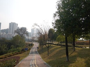 城市中的静谧林荫步道