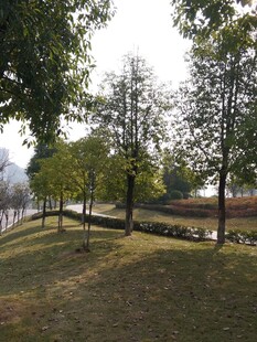 公园绿树成荫的宁静景致