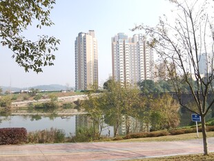 湖畔高楼与绿树景观