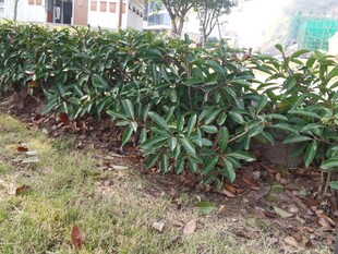 路边翠绿的灌木丛