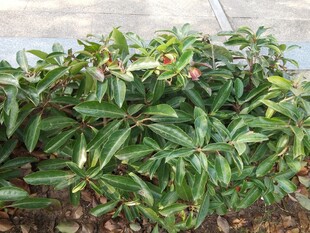 绿叶繁茂的植物景观