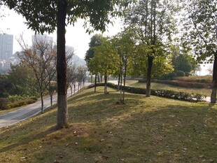 城市公园中的静谧林荫道