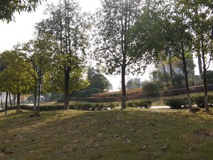 秋日林间开阔草地景色