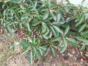 绿叶繁茂的植物景观