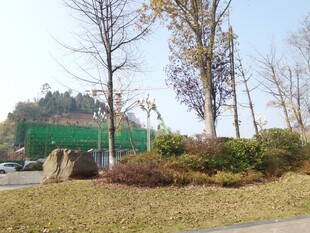 城市公园绿植景观一角