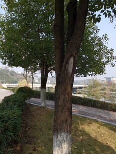 路边绿树与修剪整齐的灌木