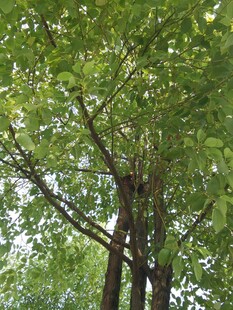 茂密绿树展现自然生机