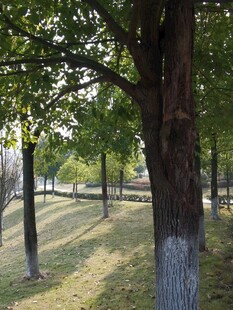 秋日公园树林静谧景象