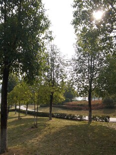 林间河畔的静谧风景