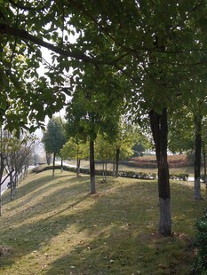 阳光洒落的静谧林间小道