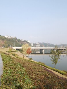 河畔绿植与远处桥梁风景