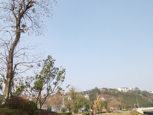 郊外光秃树木与远景