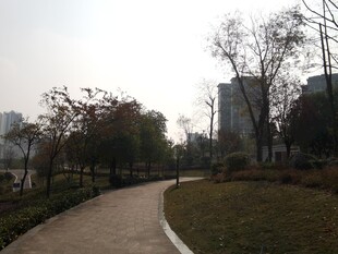 城市公园中的蜿蜒小径