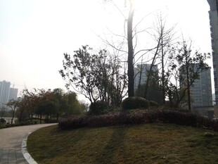 城市公园中的树木景观