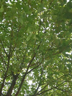 仰视繁茂绿树树冠