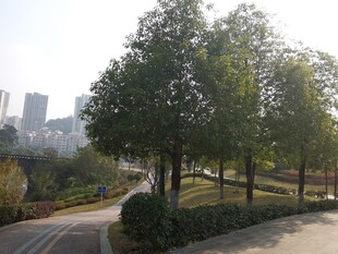 城市中的静谧林荫道