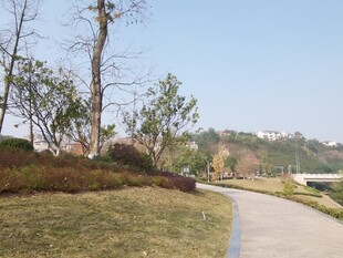 郊外蜿蜒小路旁的自然景致